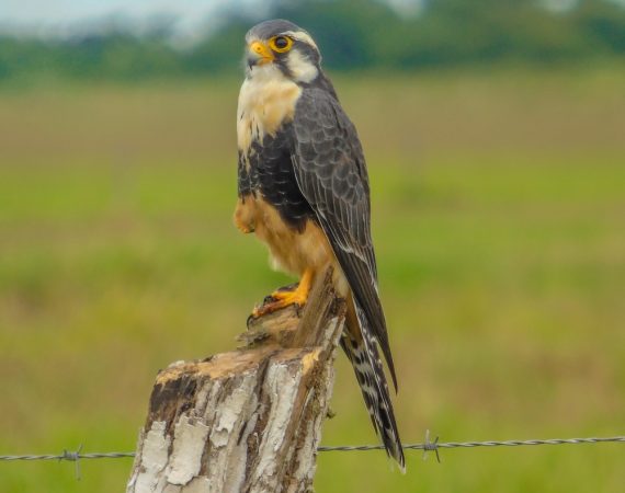 Laguna Aguacate & Spanish Lookout Area Birding Tour