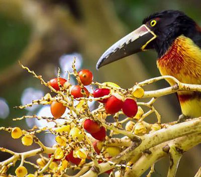 Belize Inland Blue Hole Birding Tour