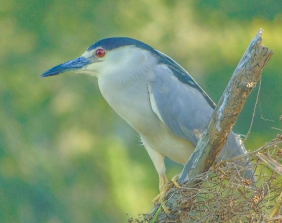 Laguna Aguacate & Spanish Lookout Area Birding Tour