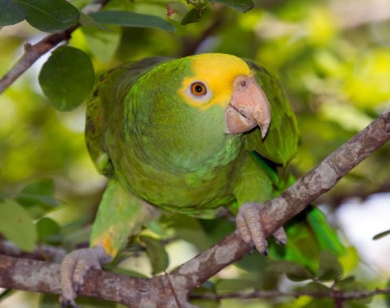 Cahal Pech Birdwatching Tour