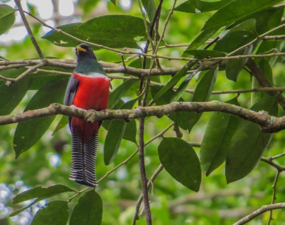 Black Rock and Macal River birding tour