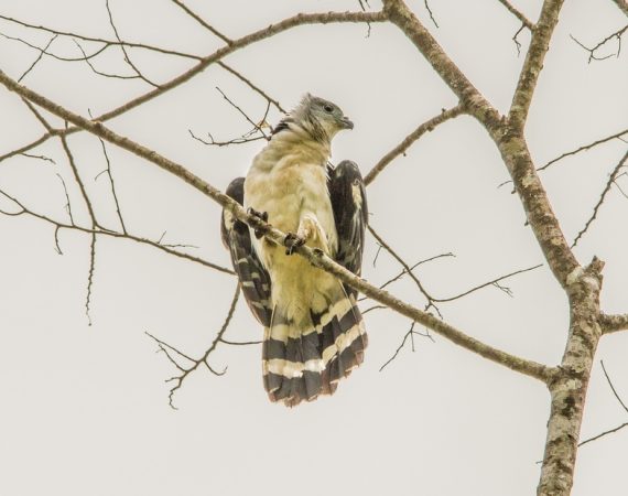 Laguna Aguacate & Spanish Lookout Area Birding Tour