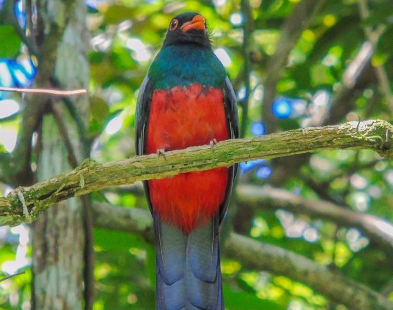 Laguna Aguacate & Spanish Lookout Area Birding Tour