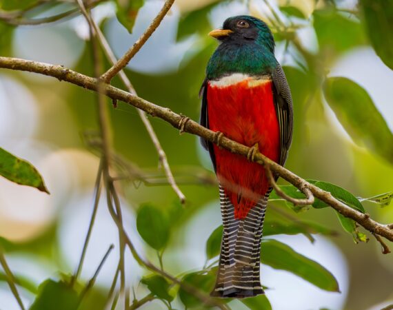 Birding Tours in Belize