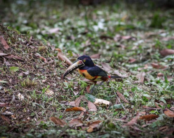 Belize Birding Tour