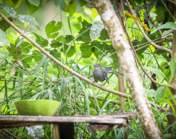 Belize Birding Tour