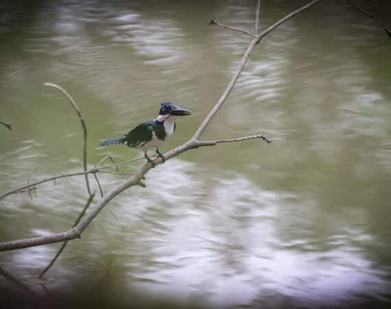 Belize Birding Tour