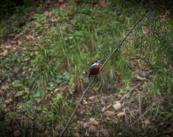 Belize Birding Tour