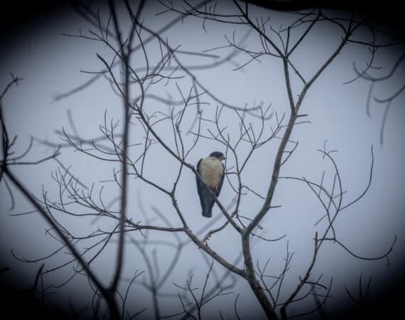 Belize Birding Tour